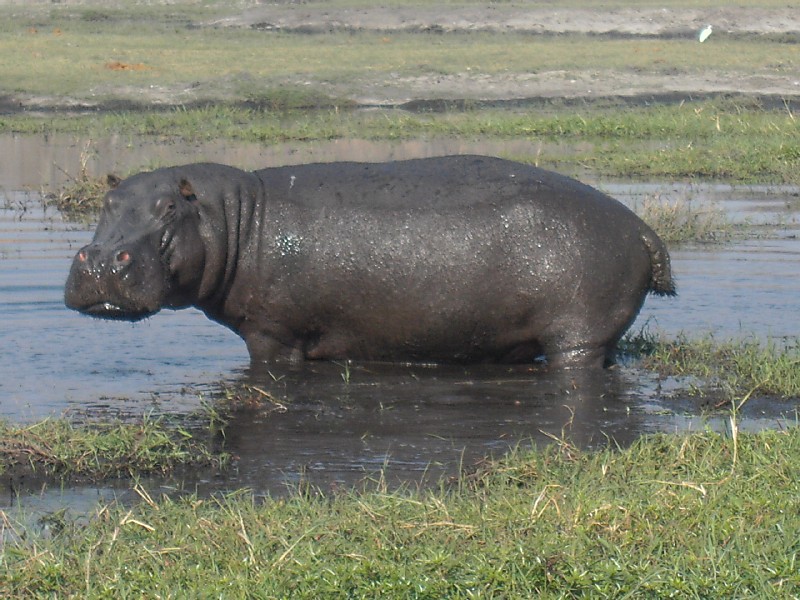 Abbey CB Grammar School - Livingstone